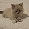 kitten, cat, fluffy, cream_color, dark_ears, dark_paws, pet, animal, indoor, blanket, white, texture, cute, small, young, fur, resting, lying_down, domestic, cozy