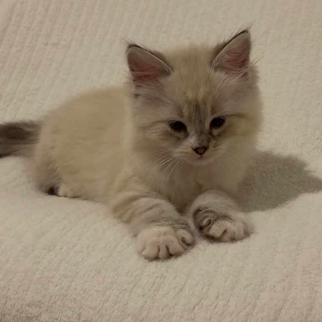 Bella participe au concours pour gagner de l'argent avec cette photo : kitten, cat, fluffy, cream_color, dark_ears, dark_paws, pet, animal, indoor, blanket, white, texture, cute, small, young, fur, resting, lying_down, domestic, cozy