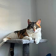 Lucy joined the competition — help win amazing prizes! cat, calico, cat_tree, pet, indoor, feline, animal, relaxed, carpeted, fur, whiskers, ears, paws, tail, portrait, minimalist, light, shadow, home, curious