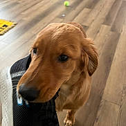 'Merica joined the competition — help win amazing prizes! dog, puppy, golden_retriever, sneaker, shoe, indoor, wooden_floor, pet_bed, tennis_ball, playful, bite, animal, canine, flooring, pet, young_dog, domestic, cute, furry, companion