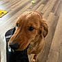 dog, puppy, golden_retriever, sneaker, shoe, indoor, wooden_floor, pet_bed, tennis_ball, playful, bite, animal, canine, flooring, pet, young_dog, domestic, cute, furry, companion
