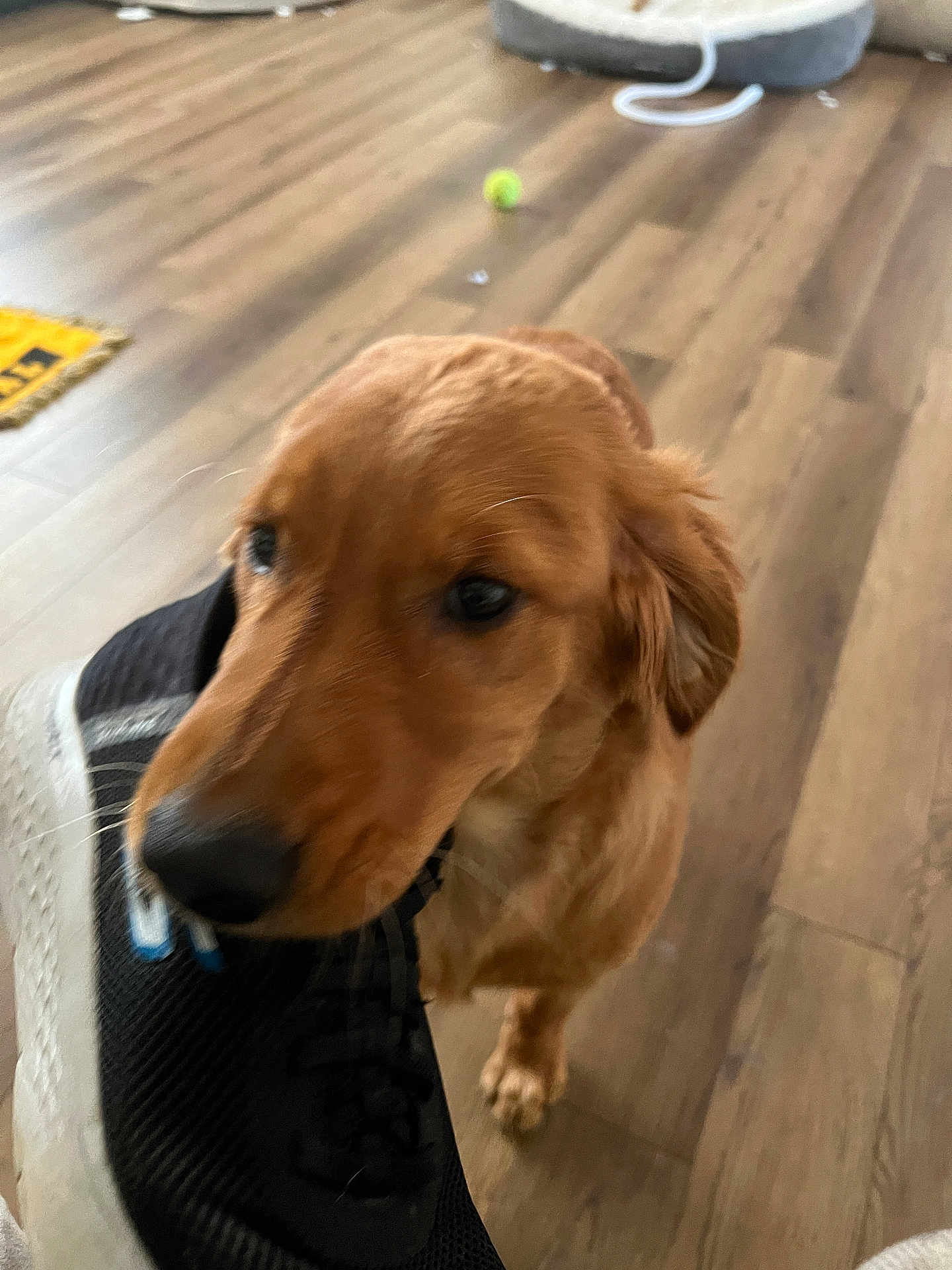'Merica joined the competition — help win amazing prizes! dog, puppy, golden_retriever, sneaker, shoe, indoor, wooden_floor, pet_bed, tennis_ball, playful, bite, animal, canine, flooring, pet, young_dog, domestic, cute, furry, companion