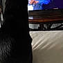 animal, back_view, black_cat, blurred_background, cat, couch, cozy, domestic, entertainment, feline, furniture, home, indoor, living_room, pet, relaxing, screen, table, television, watching