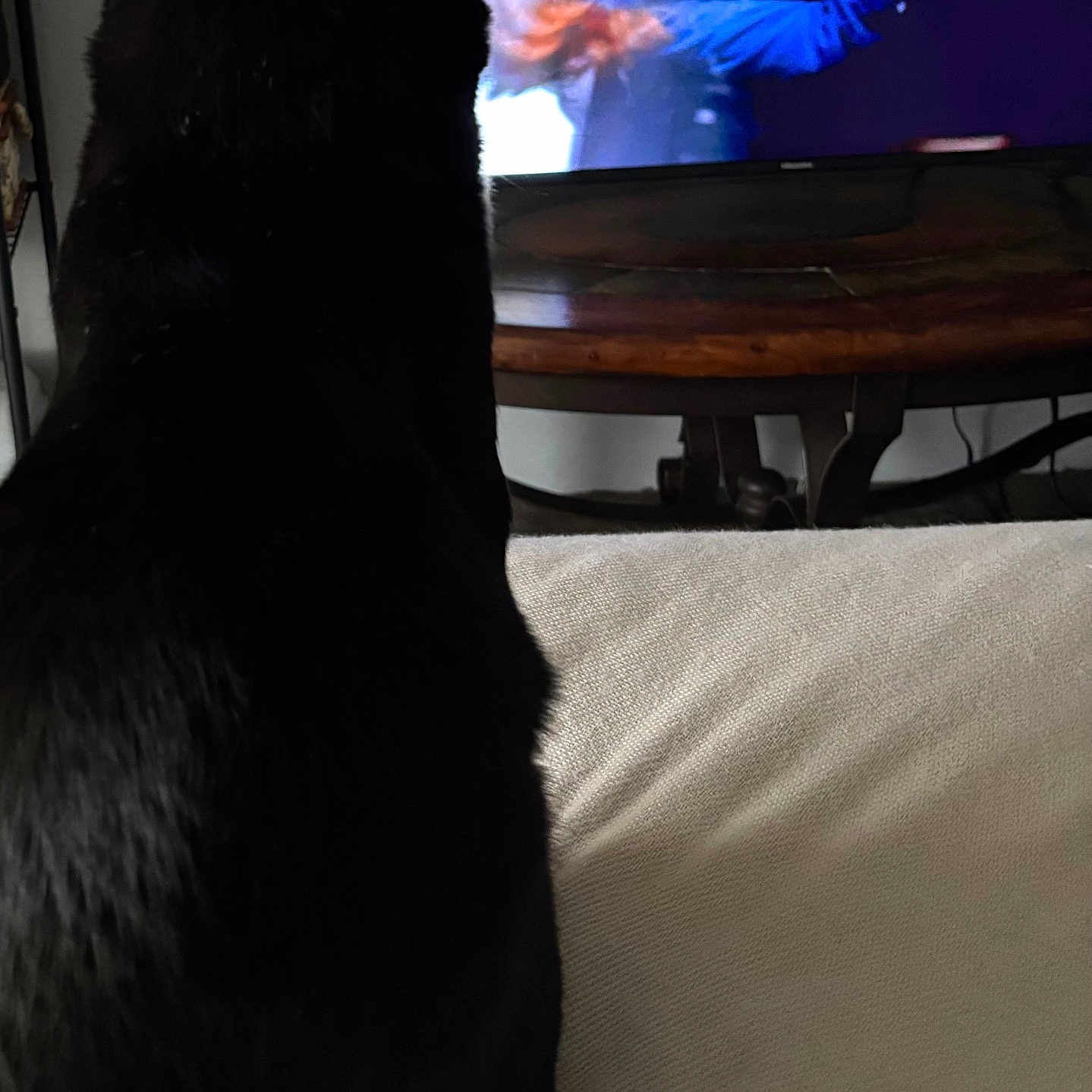 Onyx is registered to the contest to win money with this photo: animal, back_view, black_cat, blurred_background, cat, couch, cozy, domestic, entertainment, feline, furniture, home, indoor, living_room, pet, relaxing, screen, table, television, watching