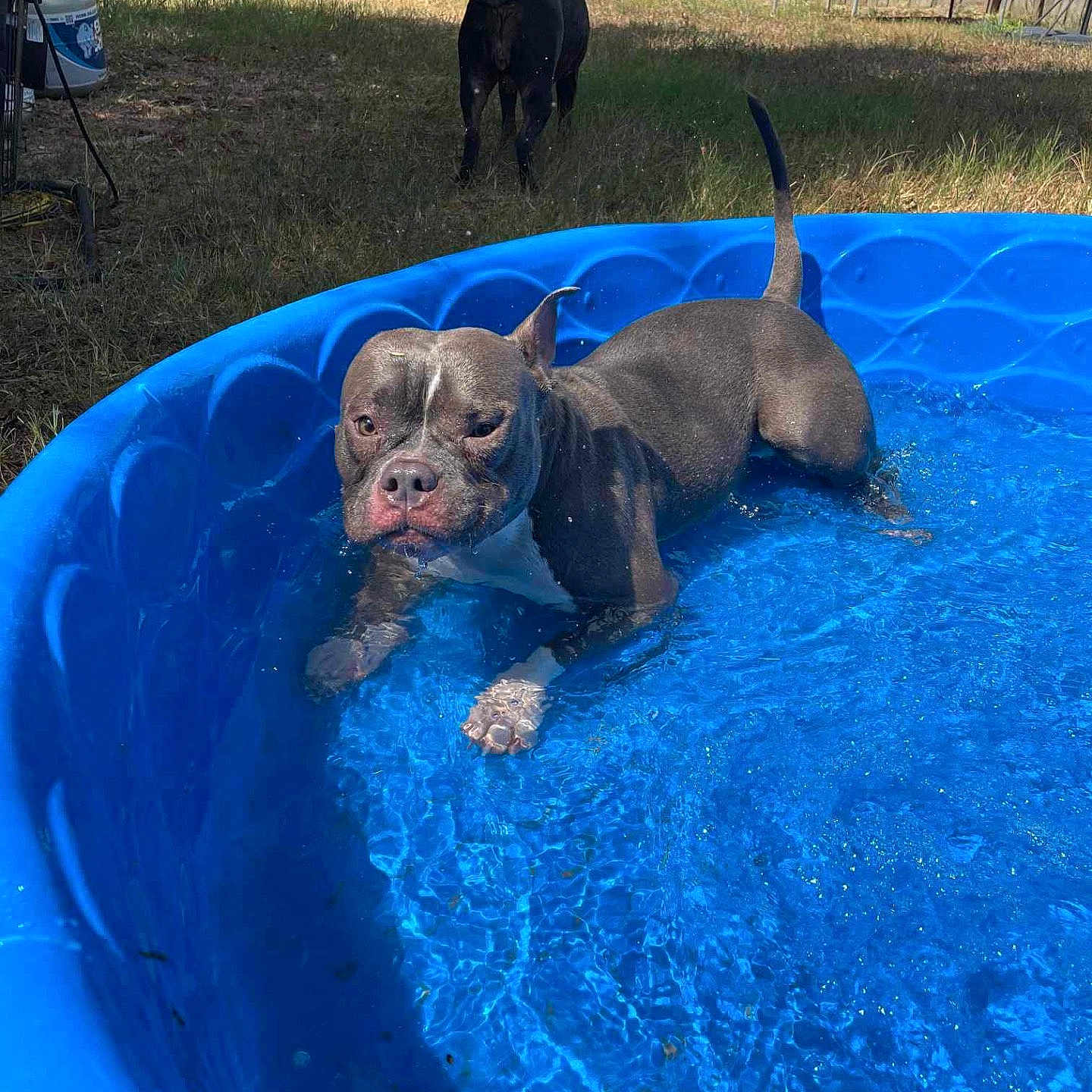 Natalia joined the competition — help win amazing prizes! animal, architecture, backyard, bostonbull, building, bulldog, canine, dog, grass, nature, outdoors, person, pet, plant, pool, puppy, shelter, summer, water, yard