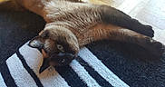 Roxy a rejoint le concours — aidez-le/la à gagner de superbes lots ! burmese, carnivore, cat, claw, fawn, felidae, fur, korat, mammal, nap, paw, small_to_medium_sized_cats, tail, thai, tonkinese, whiskers