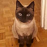 Roxy a rejoint le concours — aidez-le/la à gagner de superbes lots ! birman, black_cat, burmese, carnivore, cat, domestic_short_haired_cat, eye, felidae, fur, hardwood, himalayan, mammal, ojos_azules, siamese, small_to_medium_sized_cats, tail, thai, tonkinese, vertebrate, whiskers