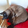 Roxy participe au concours pour gagner de l'argent avec cette photo : balinese, black_cat, burmese, carnivore, cat, felidae, korat, mammal, nap, nebelung, siamese, small_to_medium_sized_cats, thai, tonkinese, whiskers