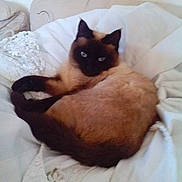 Roxy a rejoint le concours — aidez-le/la à gagner de superbes lots ! asian, balinese, birman, burmese, carnivore, cat, cat_bed, colorpoint_shorthair, fawn, felidae, furniture, himalayan, mammal, ragdoll, siamese, small_to_medium_sized_cats, snowshoe, thai, tonkinese, whiskers