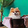 dog, pomeranian, flower_pot, blanket, plant, greenery, indoor, pet, cute, fluffy, fur, smiling, tongue_out, decor, colorful_background, portrait, cozy, animal, domestic_animal, basket
