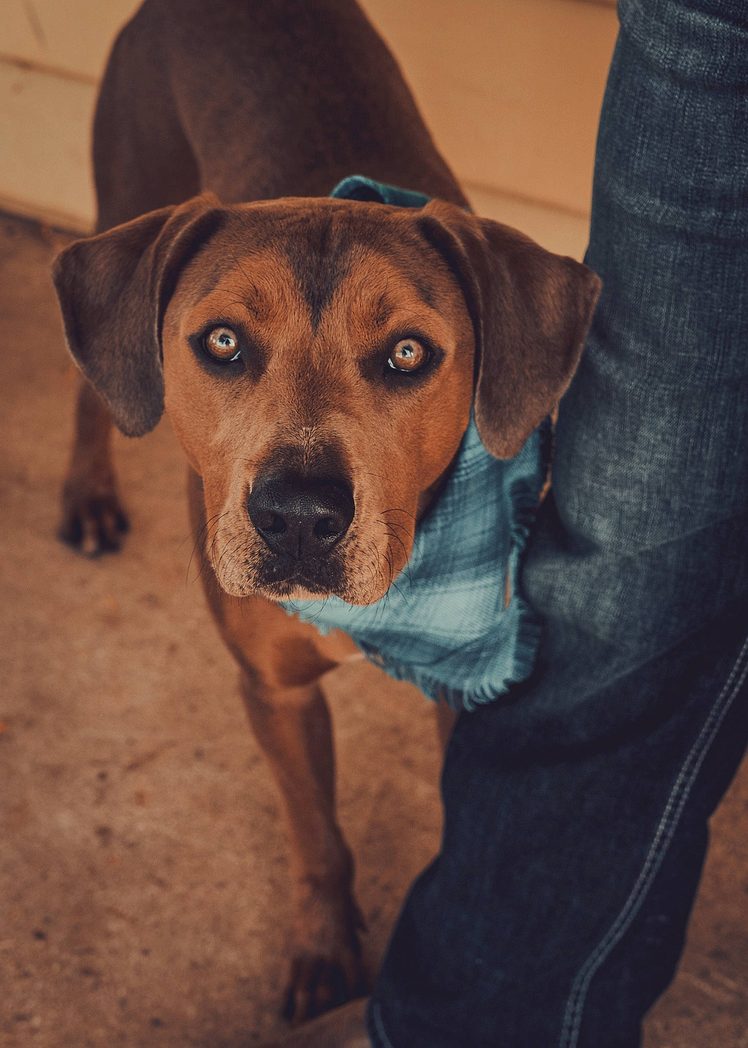 Jasper is registered to the contest to win money with this photo: canidae, cap, carnivore, companion_dog, dog, dog_breed, dog_clothes, electric_blue, fawn, fedora, fur, hat, hound, liver, sporting_group, sun_hat, whiskers, wood, working_animal, working_dog