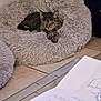 cat, tabby_cat, pet_bed, fluffy, indoor, sleeping, cozy, feline, floor, tile, paper, document, relaxing, animal, fur, resting, home, comfort, closeup, quiet