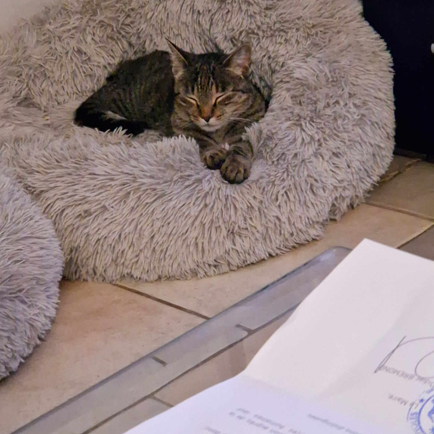 Nala a rejoint le concours — aidez-le/la à gagner de superbes lots ! animal, cat, closeup, comfort, cozy, document, feline, floor, fluffy, fur, home, indoor, paper, pet_bed, quiet, relaxing, resting, sleeping, tabby_cat, tile