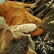 Mokette participe au concours pour gagner de l'argent avec cette photo : animal, blanket, cat, close_up, cozy, cute, domestic, ear, feline, fur, indoor, orange_cat, paw, pet, resting, sleeping, snowflake_pattern, snuggling, soft_texture, tabby_cat