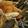animal, blanket, cat, close_up, cozy, cute, domestic, ear, feline, fur, indoor, orange_cat, paw, pet, resting, sleeping, snowflake_pattern, snuggling, soft_texture, tabby_cat