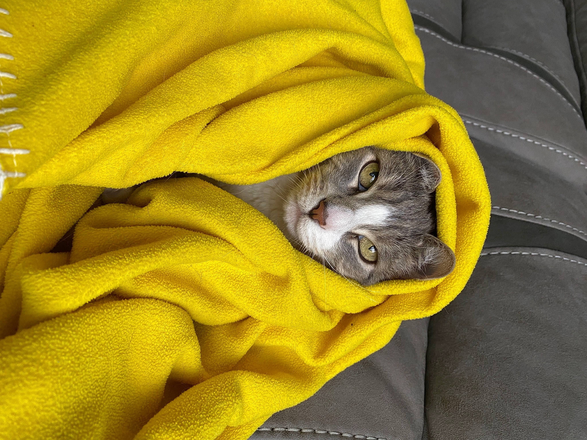 Stewie joined the competition — help win amazing prizes! carnivore, cat, collar, comfort, domestic_short_haired_cat, felidae, fur, grey, linens, polar_fleece, sleeve, small_to_medium_sized_cats, textile, vertebrate, whiskers, wrinkle, yellow