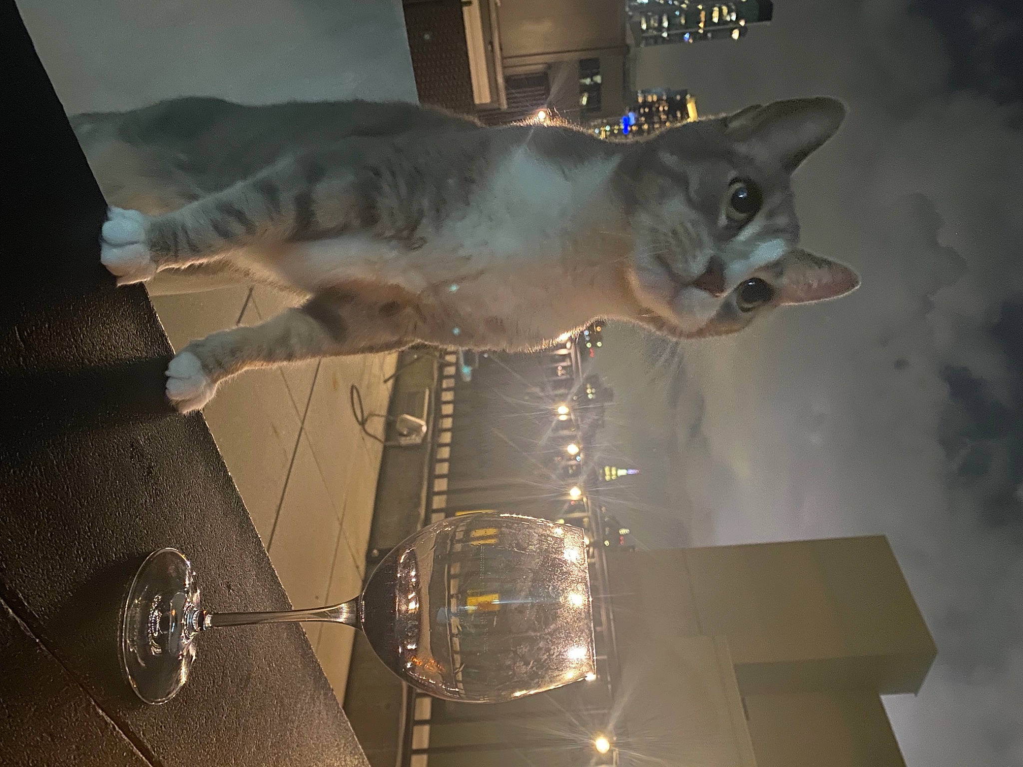 Stewie is registered to the contest to win money with this photo: carnivore, cartilaginous_fish, cat, darkness, event, felidae, fin, fish, fun, fur, lamniformes, metal, night, room, shark, small_to_medium_sized_cats, space, tail, whiskers, wing