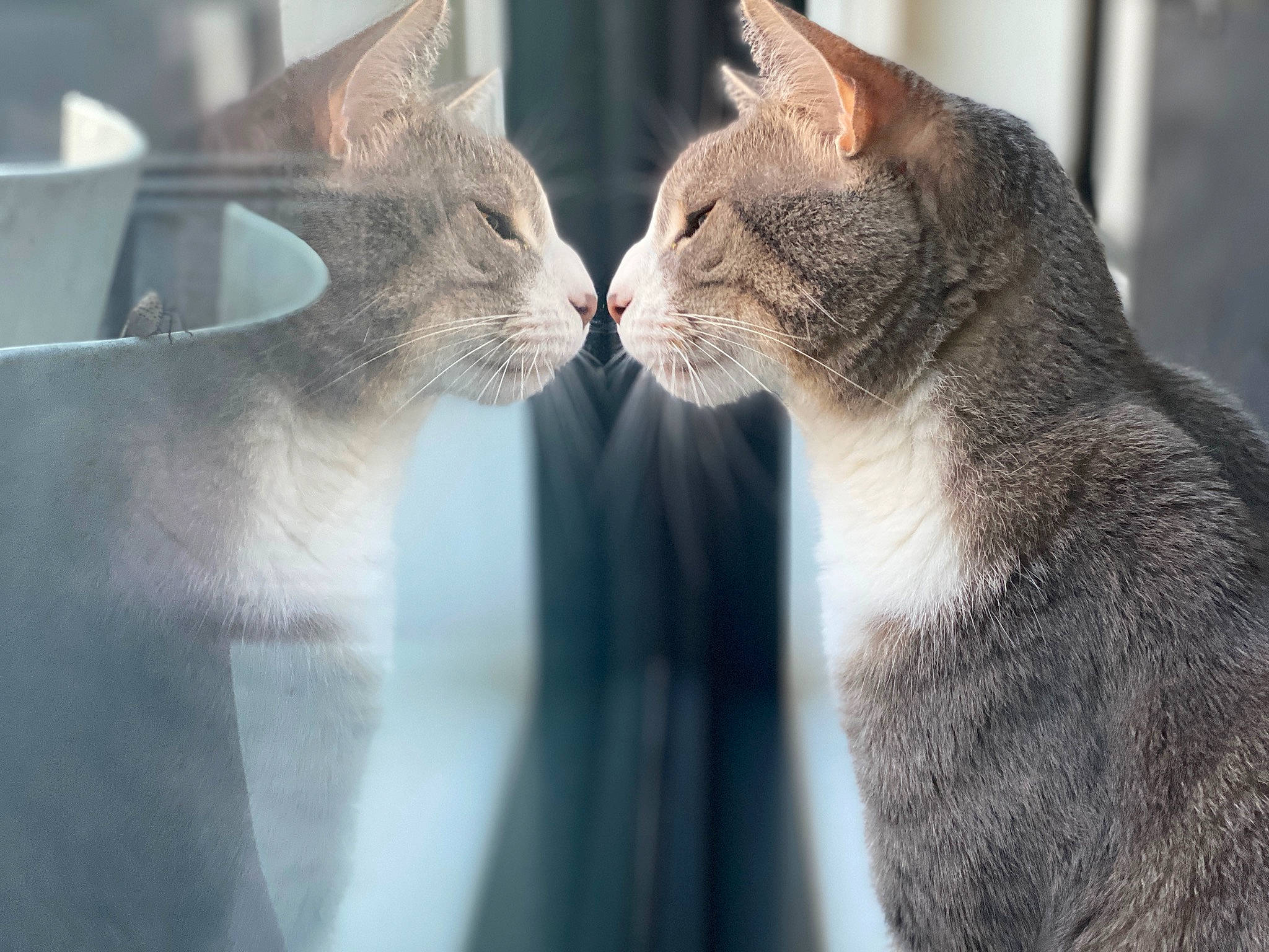 Stewie is registered to the contest to win money with this photo: carnivore, cat, cat_supply, claw, comfort, domestic_short_haired_cat, fawn, felidae, fur, gesture, grey, paw, small_to_medium_sized_cats, snout, tail, whiskers, wildlife, window