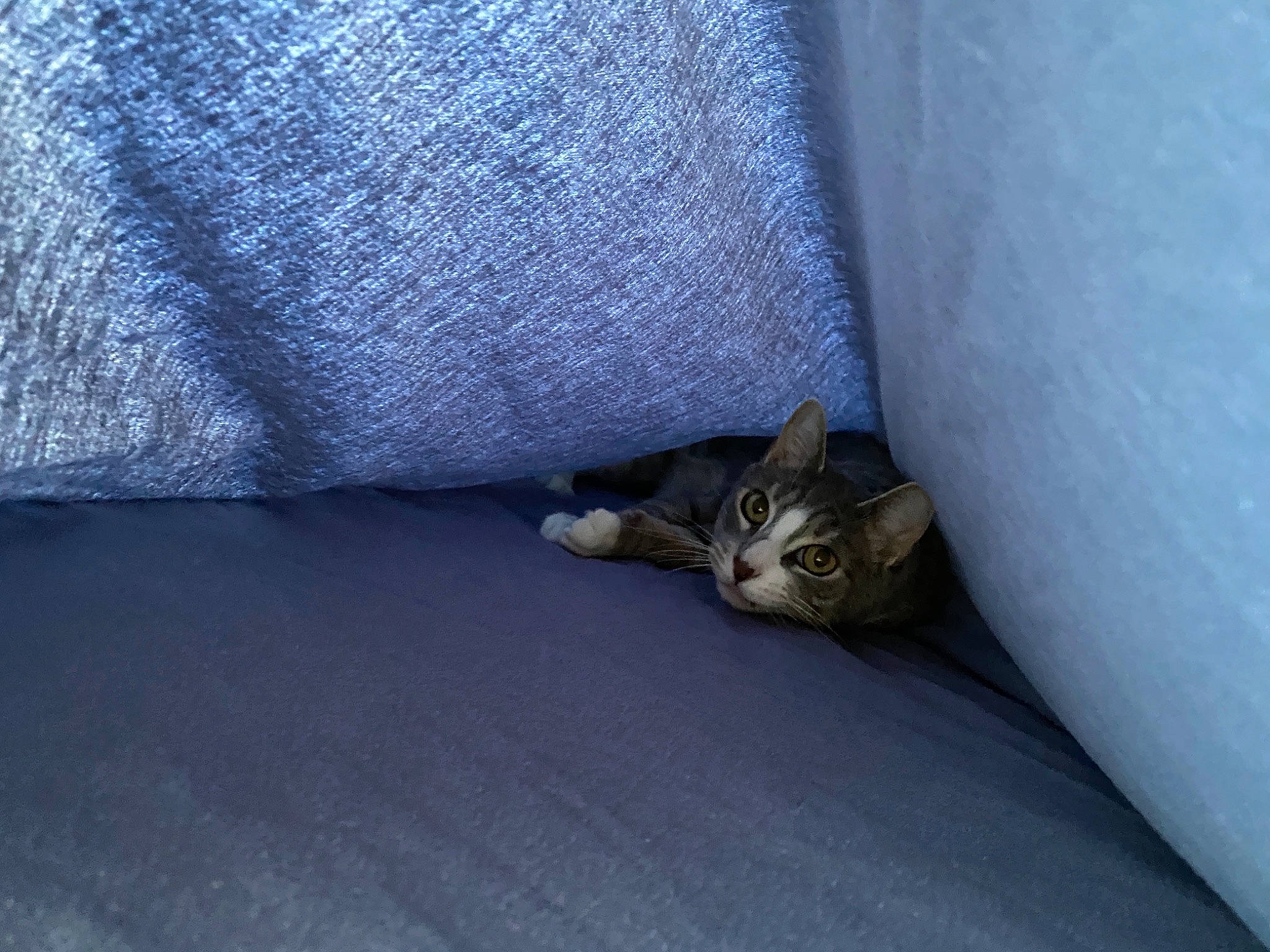 Stewie is registered to the contest to win money with this photo: asphalt, carnivore, cat, comfort, couch, domestic_short_haired_cat, electric_blue, felidae, flooring, fur, grey, paw, plant, road_surface, small_to_medium_sized_cats, snout, tail, whiskers, window, wood