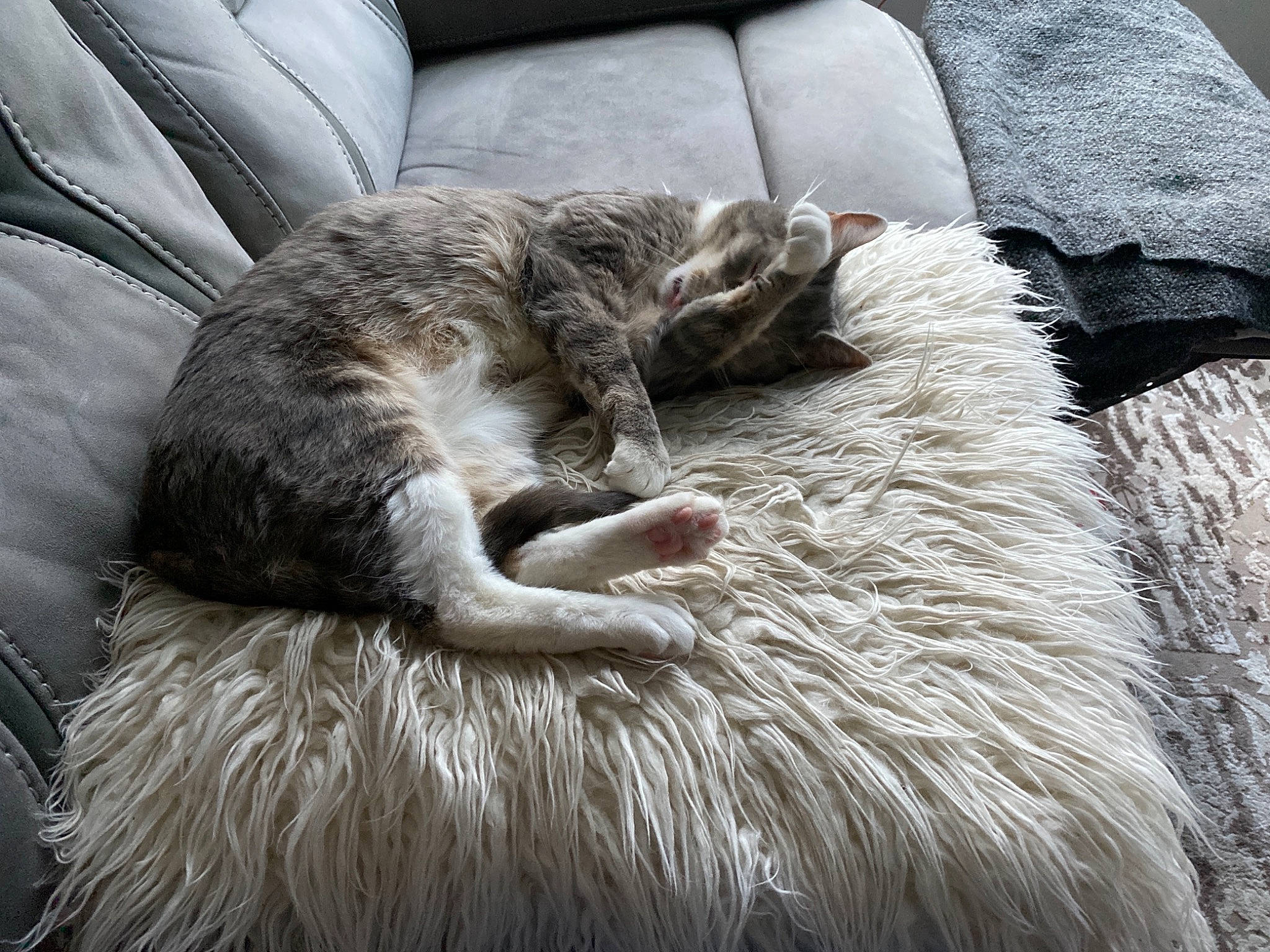 Stewie joined the competition — help win amazing prizes! bedding, canidae, carnivore, cat, comfort, companion_dog, couch, felidae, fur, fur_clothing, grey, linens, small_to_medium_sized_cats, snout, sporting_group, tail, terrestrial_animal, textile, whiskers, wood