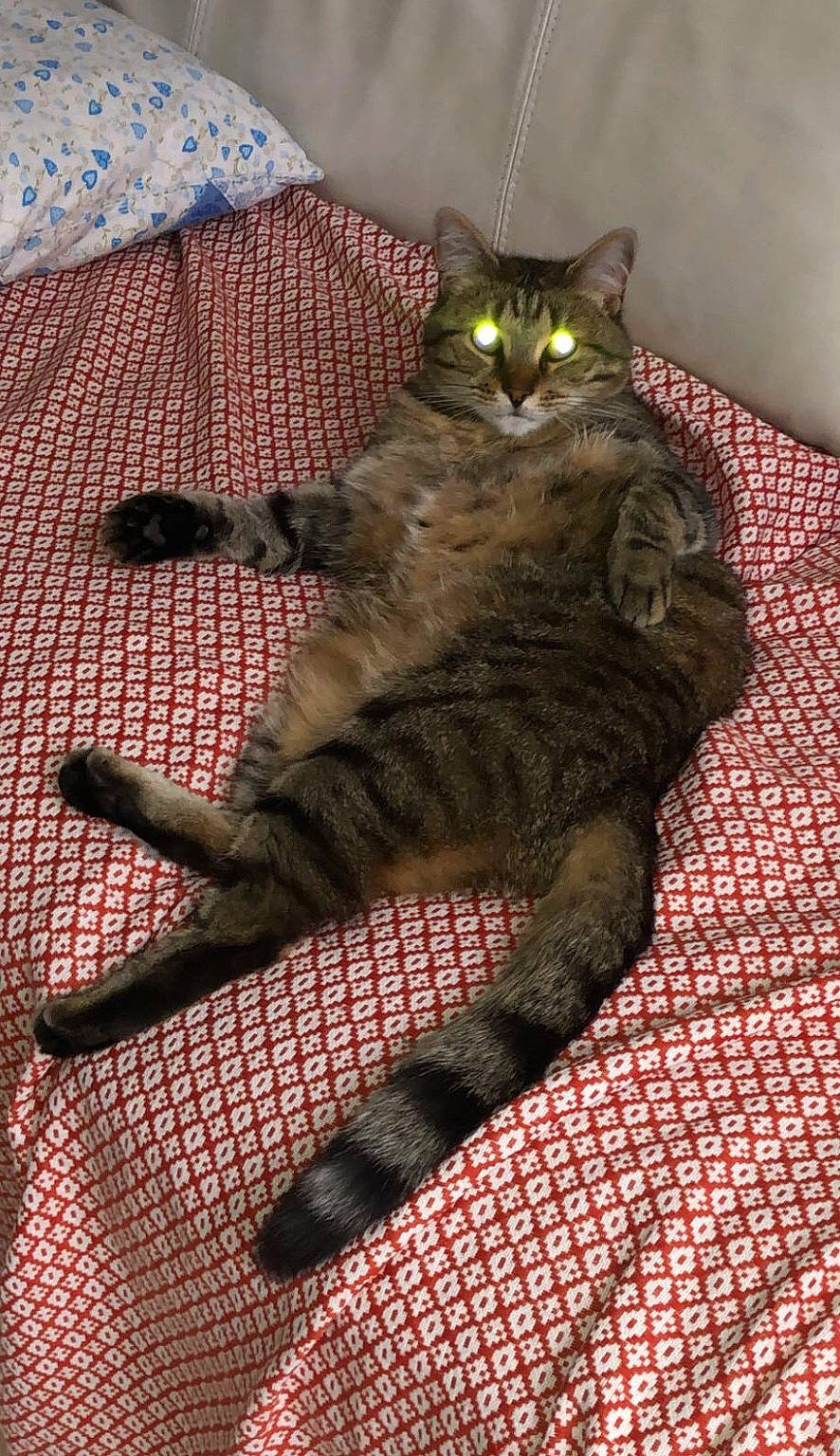 Princess participe au concours pour gagner de l'argent avec cette photo : black_cat, carnivore, cat, claw, comfort, domestic_short_haired_cat, felidae, flooring, fur, pattern, paw, sitting, small_to_medium_sized_cats, snout, tail, terrestrial_animal, whiskers