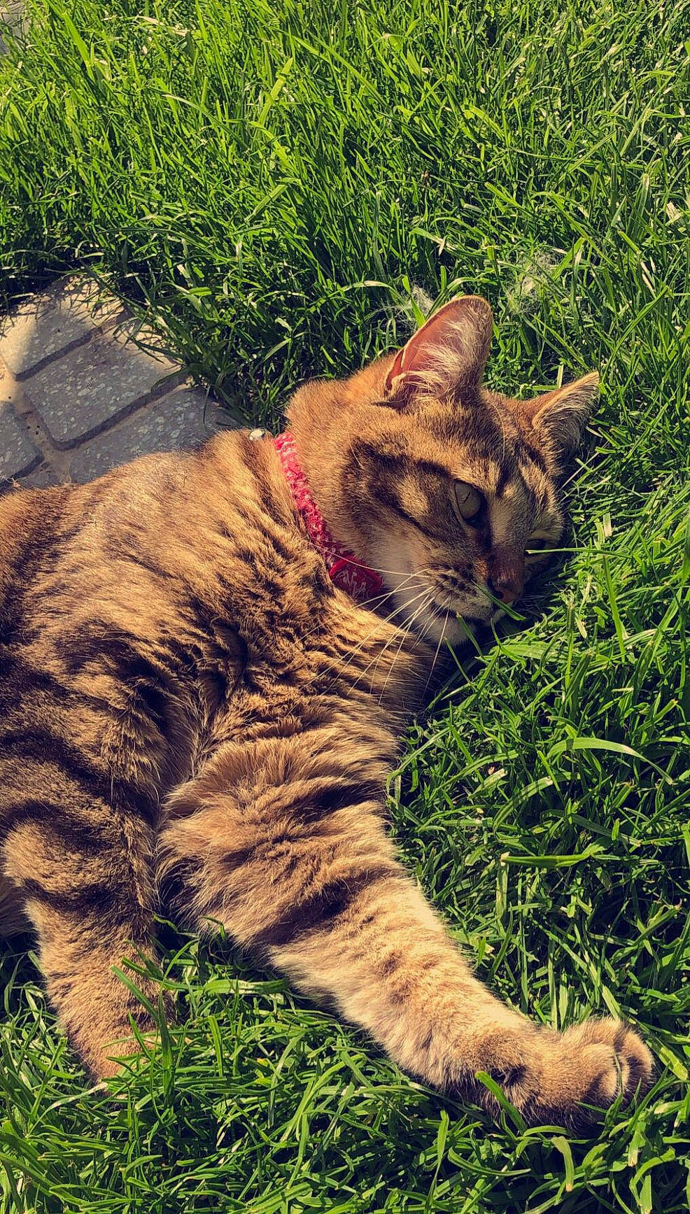 Princess participe au concours pour gagner de l'argent avec cette photo : carnivore, cat, domestic_short_haired_cat, fawn, felidae, fur, grass, grass_family, groundcover, plant, shrub, sky, small_to_medium_sized_cats, snout, soil, tail, terrestrial_animal, tree, whiskers, wildlife