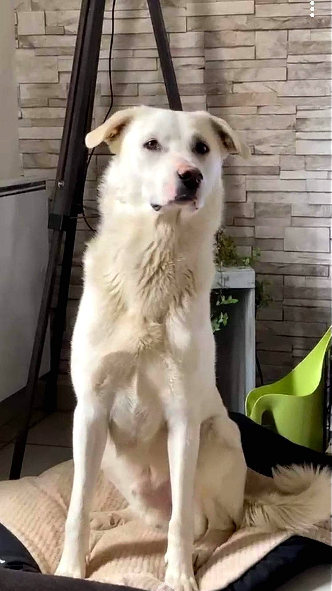 Loki a rejoint le concours — aidez-le/la à gagner de superbes lots ! ancient_dog_breeds, animal_training, canidae, carnivore, chair, companion_dog, dog, dog_breed, dog_supply, fang, fawn, fur, pet_supply, samoyed, snout, sporting_group, tail, whiskers, working_animal, working_dog