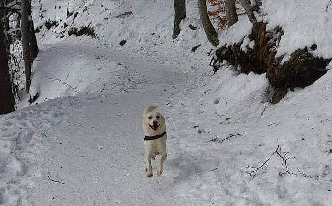 Loki a rejoint le concours — aidez-le/la à gagner de superbes lots ! canidae, carnivore, companion_dog, corgi_chihuahua, dog, dog_breed, fawn, freezing, non_sporting_group, pet_supply, recreation, slope, snow, sporting_group, tail, tree, winter, working_animal, working_dog