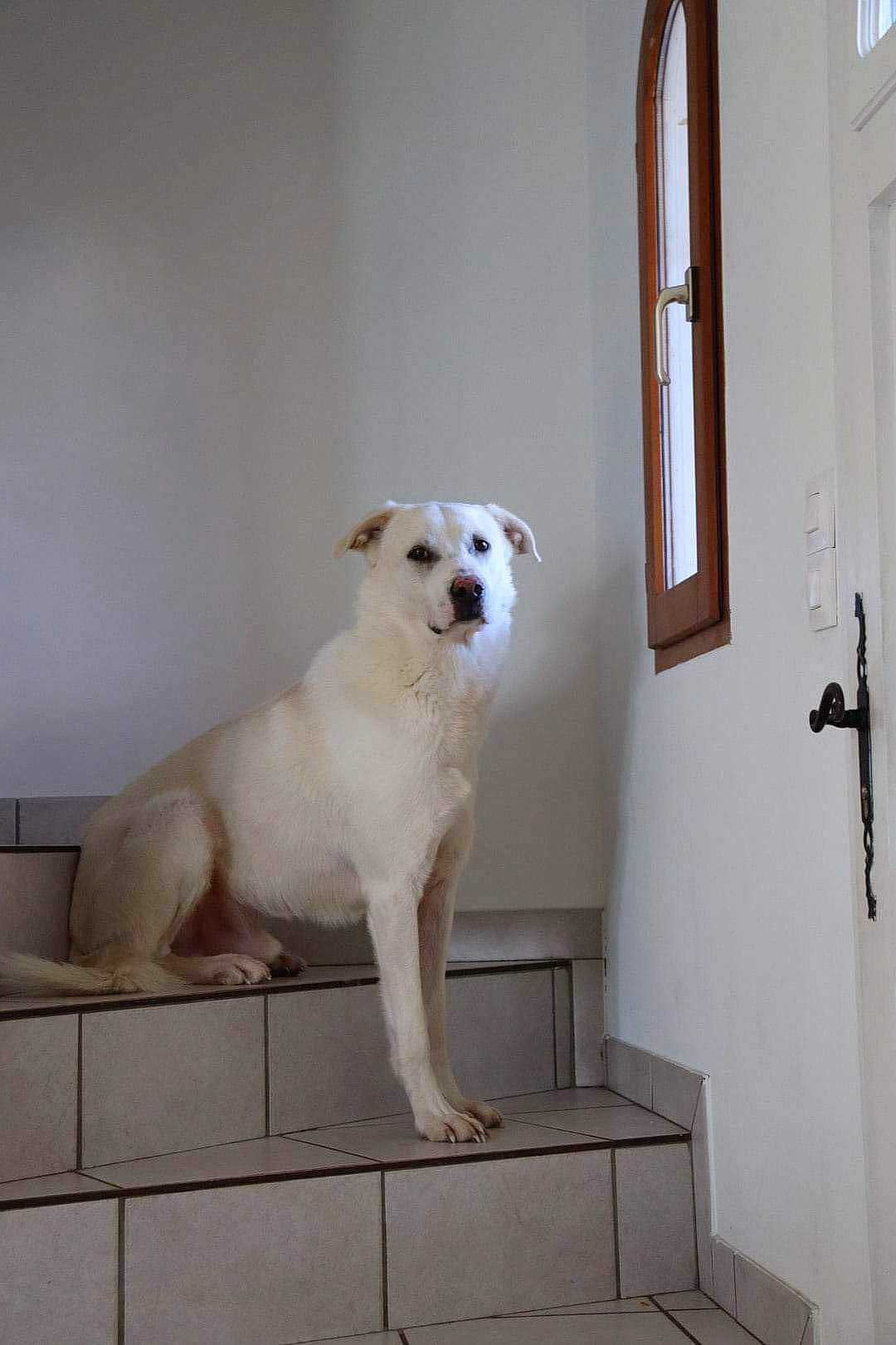 Loki a rejoint le concours — aidez-le/la à gagner de superbes lots ! canidae, carnivore, companion_dog, dog, dog_breed, door, fawn, fixture, flooring, gas, handrail, hardwood, home_door, non_sporting_group, pet_supply, stairs, tail, window, wood, working_animal