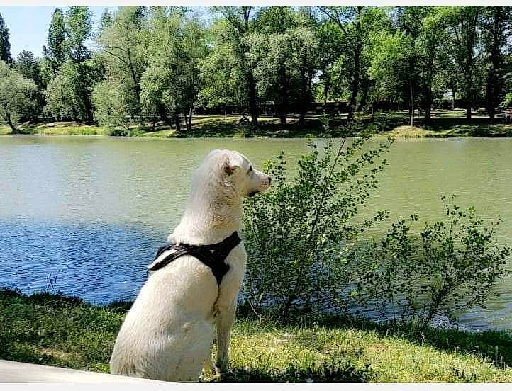 Loki a rejoint le concours — aidez-le/la à gagner de superbes lots ! canidae, carnivore, collar, companion_dog, dog, dog_breed, fawn, grass, gun_dog, lacustrine_plain, lake, landscape, leisure, natural_landscape, plant, reservoir, tail, tree, water, working_animal