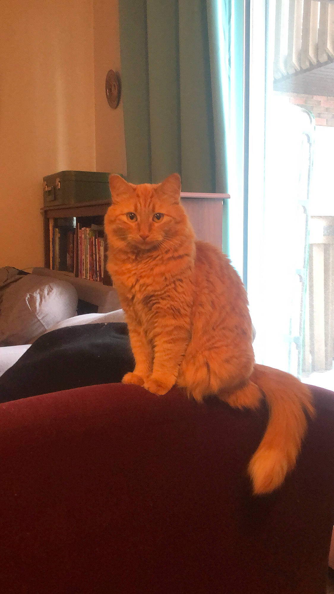 Ember joined the competition — help win amazing prizes! bed, carnivore, cat, chair, comfort, domestic_short_haired_cat, fawn, felidae, floor, flooring, fur, hardwood, orange, small_to_medium_sized_cats, snout, tail, whiskers, window, wood, wood_stain