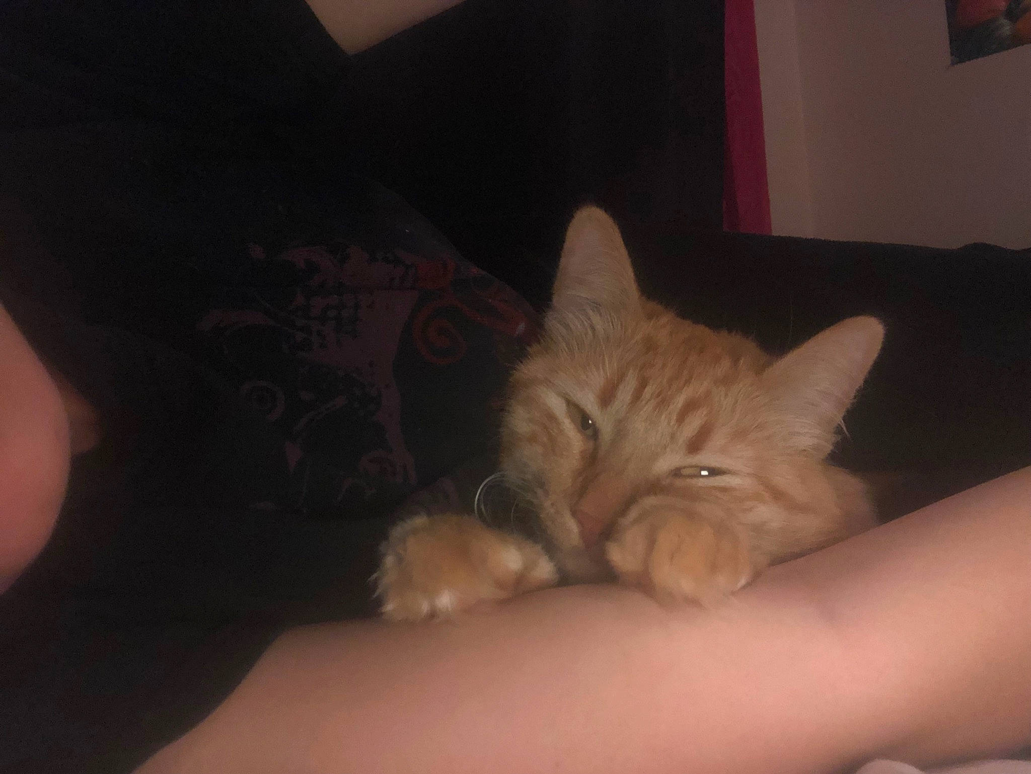 Ember joined the competition — help win amazing prizes! bed, bedding, carnivore, cat, comfort, couch, domestic_short_haired_cat, fawn, felidae, fur, hardwood, linens, nap, paw, room, small_to_medium_sized_cats, snout, tail, whiskers, wood