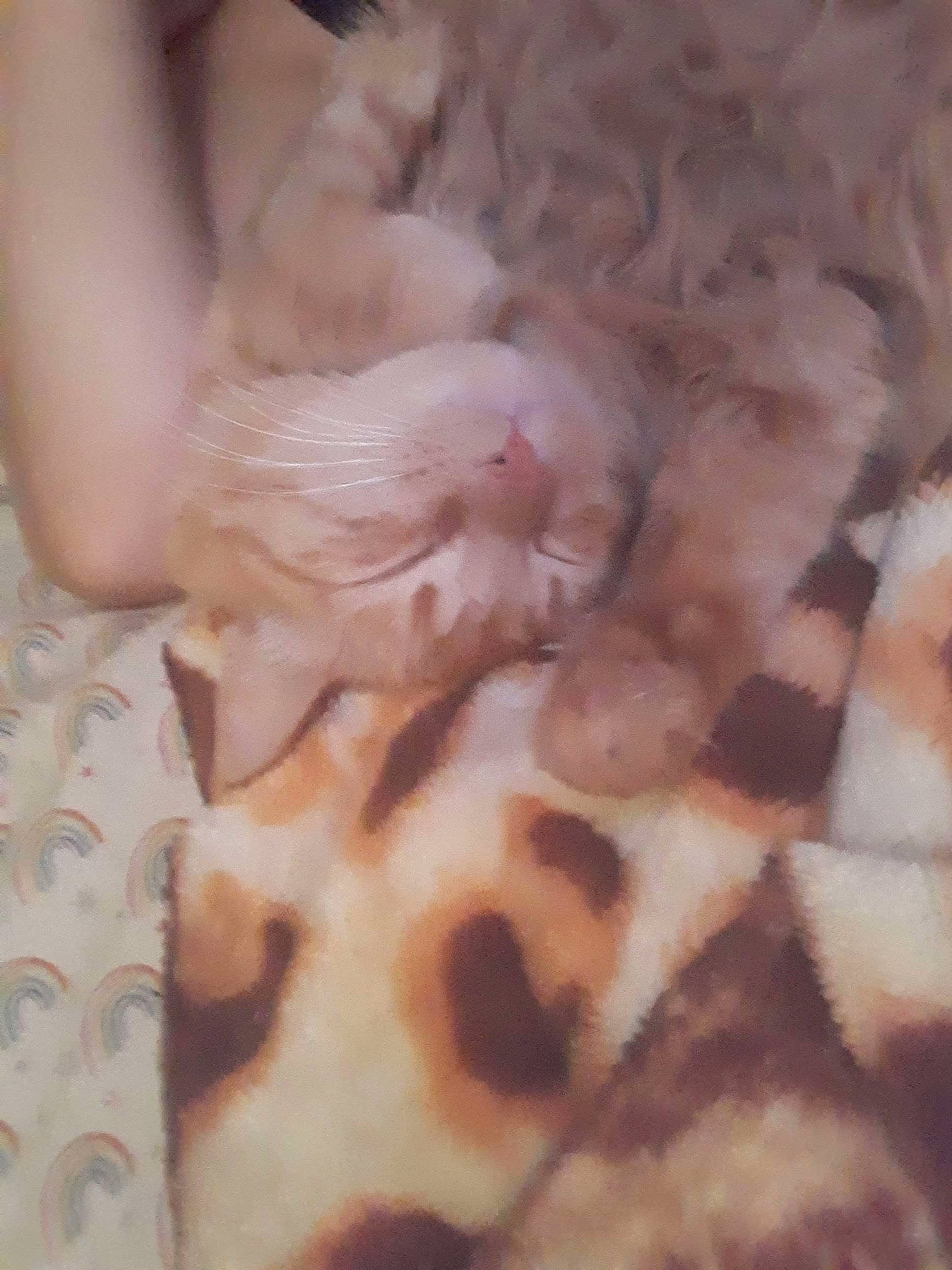 Ember is registered to the contest to win money with this photo: canidae, carnivore, companion_dog, cuisine, dog_breed, duvet, fawn, felidae, fur, ingredient, pattern, paw, peach, small_to_medium_sized_cats, sporting_group, tail, terrestrial_animal, toy, toy_dog, whiskers