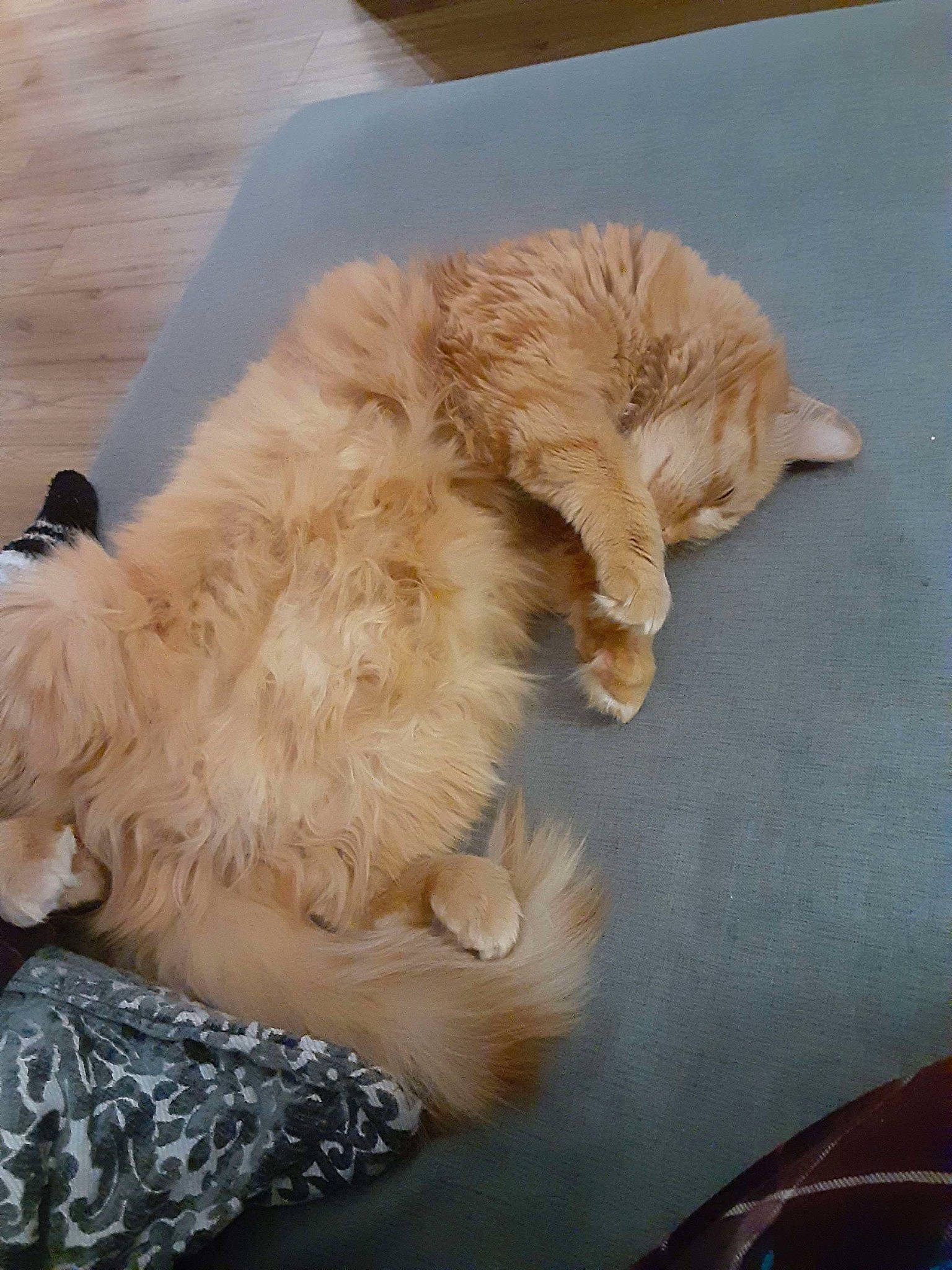 Ember joined the competition — help win amazing prizes! canidae, carnivore, claw, comfort, companion_dog, dog, dog_breed, fashion_accessory, fawn, felidae, fur, liver, nap, paw, pet_supply, small_to_medium_sized_cats, sporting_group, tail, toy_dog, whiskers