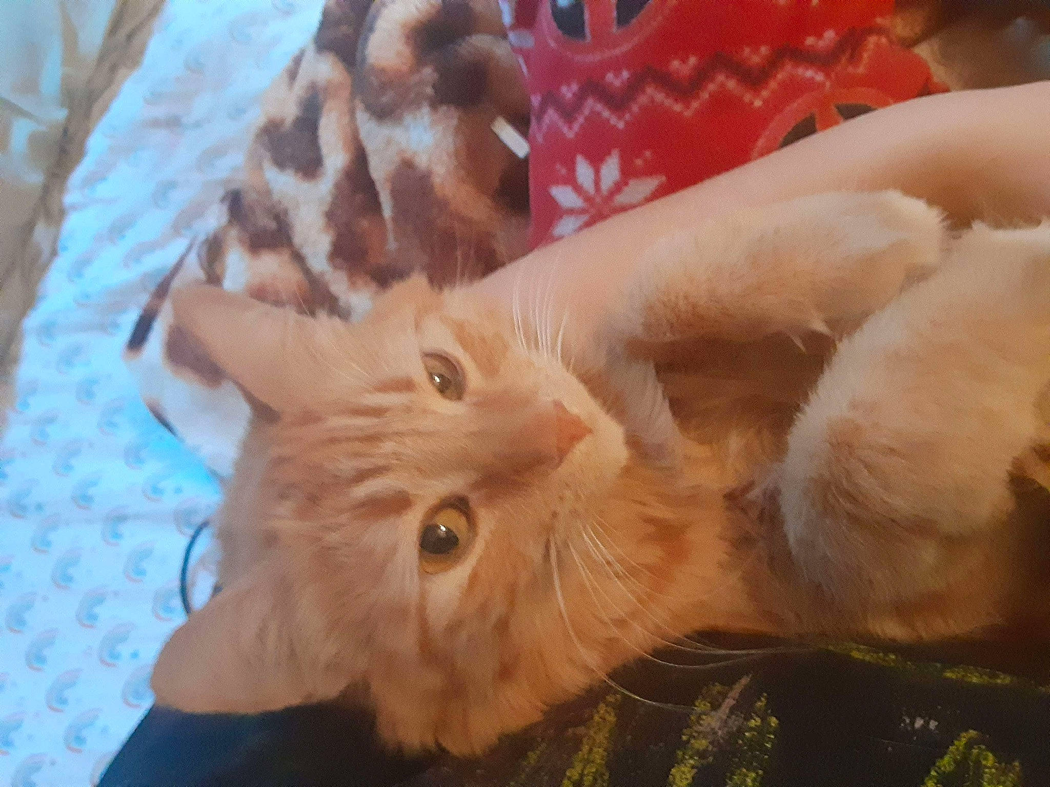 Ember joined the competition — help win amazing prizes! carnivore, cat, claw, domestic_short_haired_cat, ear, event, fawn, felidae, fur, grass, paw, peach, plant, small_to_medium_sized_cats, snout, tail, terrestrial_animal, whiskers