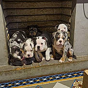 Bebe Familly a rejoint le concours — aidez-le/la à gagner de superbes lots ! blanket, brindle, bulldog, concrete_step, curious_gaze, cute, dog, fireplace_niche, floor_tile, group, indoor, litter, merle, patterned_tile, paw, portrait, puppies, puppy, sitting, snout