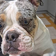 Vasco a rejoint le concours — aidez-le/la à gagner de superbes lots ! animal, bulldog, cabinet, close_up, companion, counter, curious, cute, dog, domestic, face, floor, friendly, indoor, kitchen, mammal, paw, pet, spotted_fur, white_fur