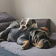 Stella Et Vasco a rejoint le concours — aidez-le/la à gagner de superbes lots ! blanket, bulldog, close_up, companionship, couch, dog, fur, grey_brown_coat, home_interior, indoor, paw, pet, pillow, relaxed, resting, sleepy, snout, sofa, two_dogs, wrinkled_face