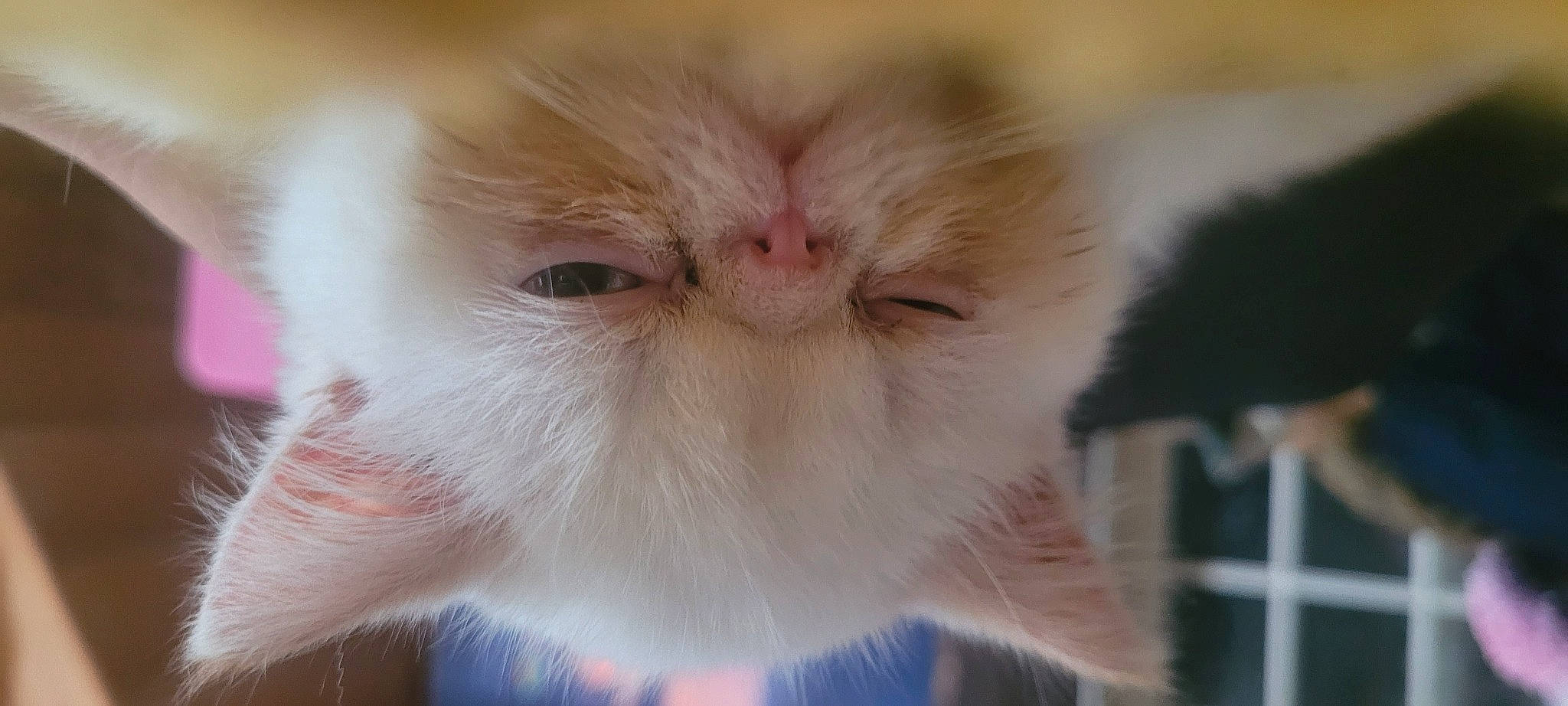 Sushi a rejoint le concours — aidez-le/la à gagner de superbes lots ! carnivore, cat, close_up, ear, fawn, felidae, fur, small_to_medium_sized_cats, snout, terrestrial_animal, whiskers