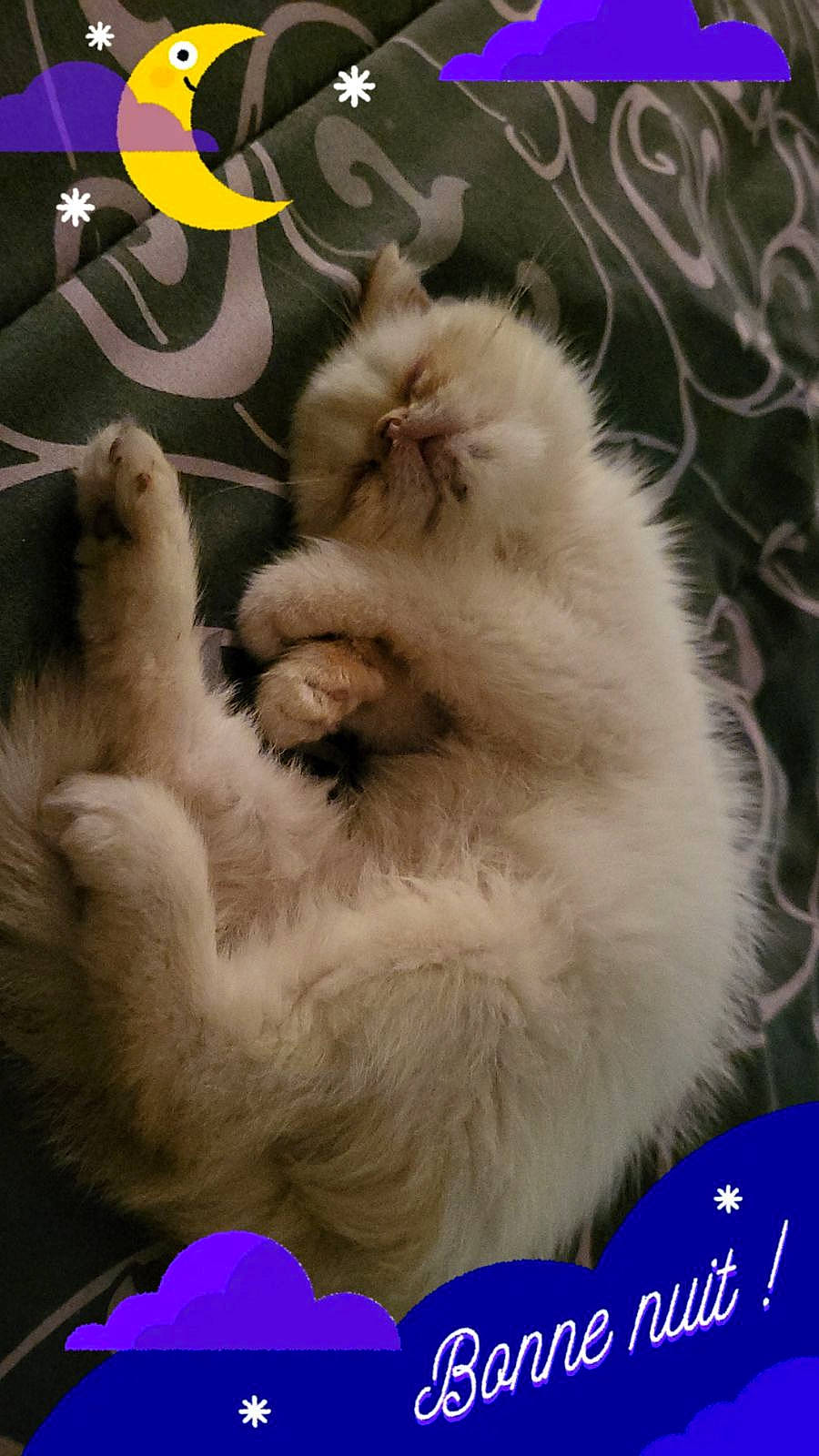 Sushi participe au concours pour gagner de l'argent avec cette photo : carnivore, cat, claw, electric_blue, fawn, felidae, fur, paw, persian, ragdoll, small_to_medium_sized_cats, snout, tail, terrestrial_animal, whiskers