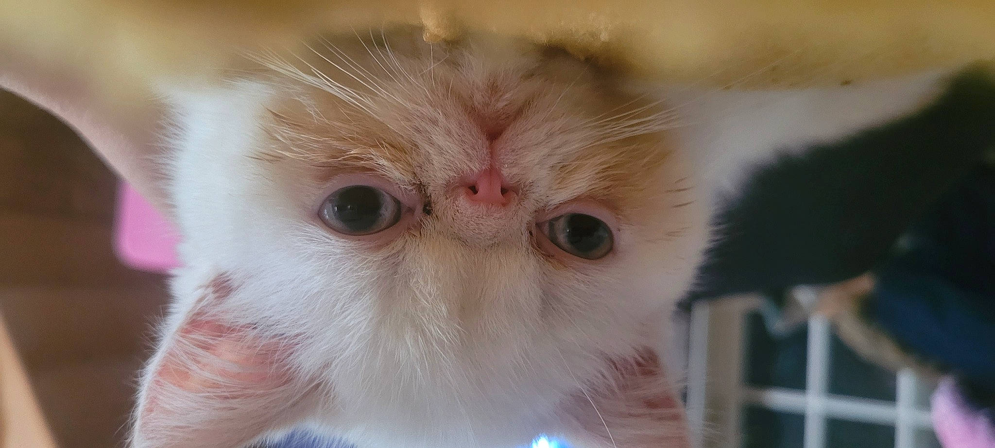 Sushi participe au concours pour gagner de l'argent avec cette photo : carnivore, cat, ear, eye, fawn, felidae, fur, hair, head, natural_material, persian, small_to_medium_sized_cats, snout, terrestrial_animal, whiskers