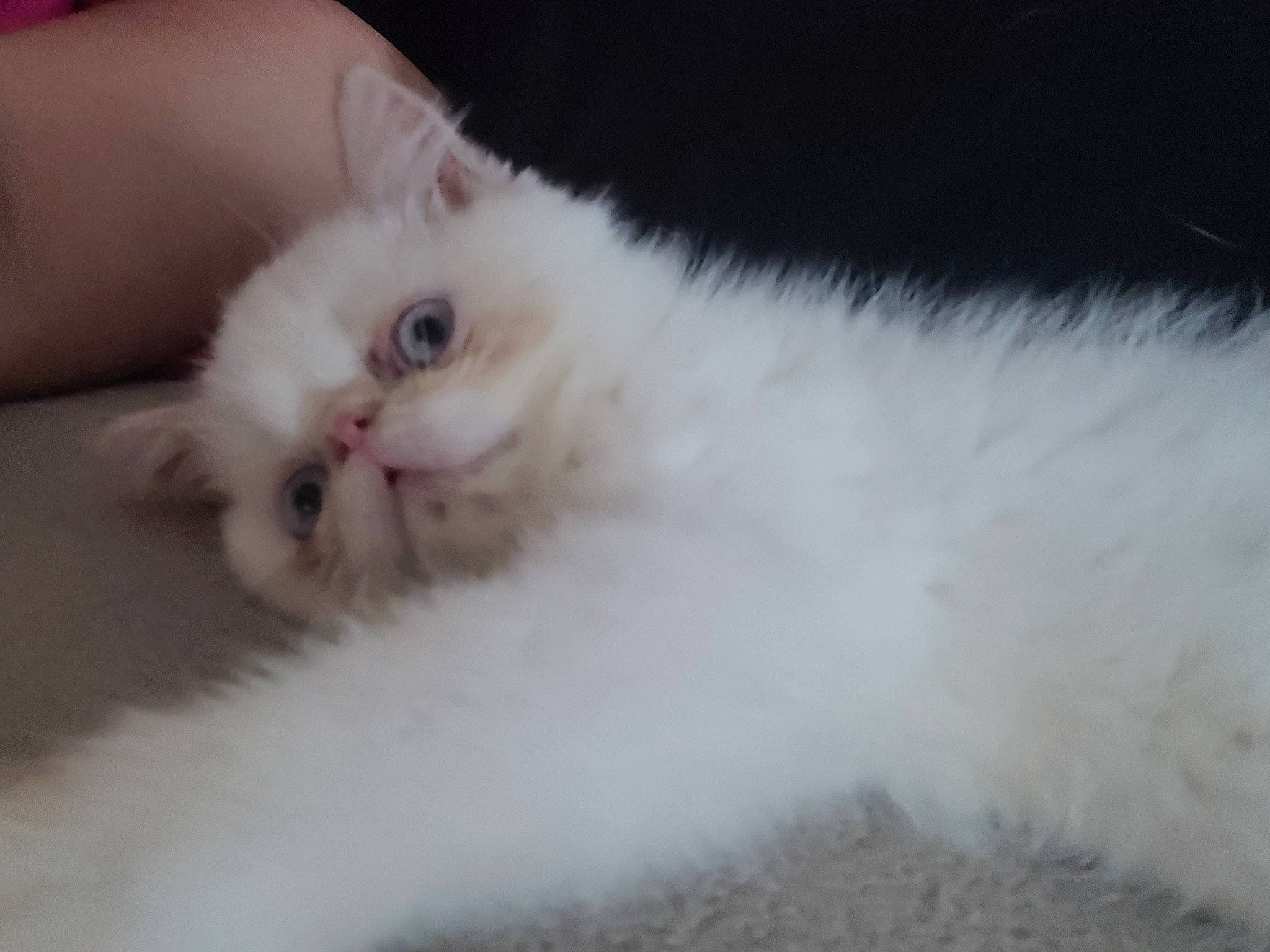 Sushi a rejoint le concours — aidez-le/la à gagner de superbes lots ! carnivore, cat, claw, comfort, fawn, felidae, fur, iris, paw, small_to_medium_sized_cats, snout, tail, terrestrial_animal, whiskers