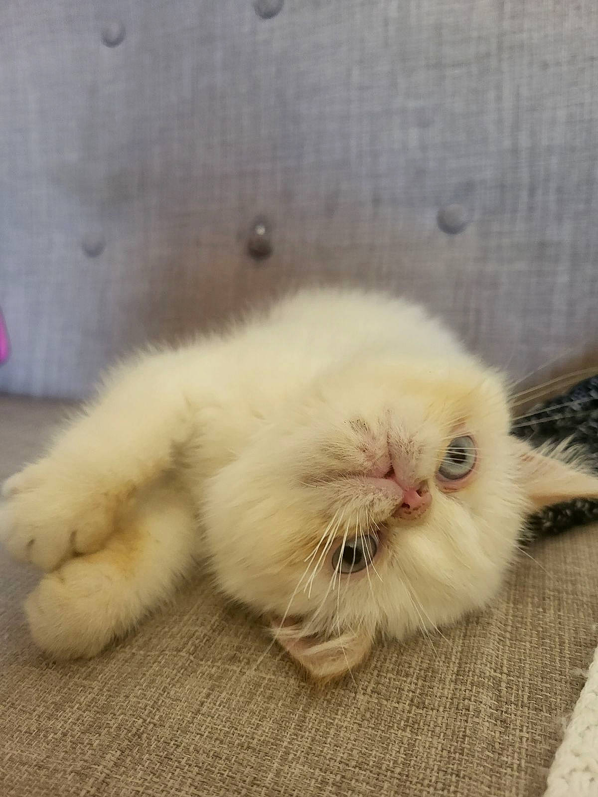 Sushi participe au concours pour gagner de l'argent avec cette photo : carnivore, cat, claw, comfort, domestic_short_haired_cat, fawn, felidae, flooring, fur, nap, paw, small_to_medium_sized_cats, tail, terrestrial_animal, whiskers