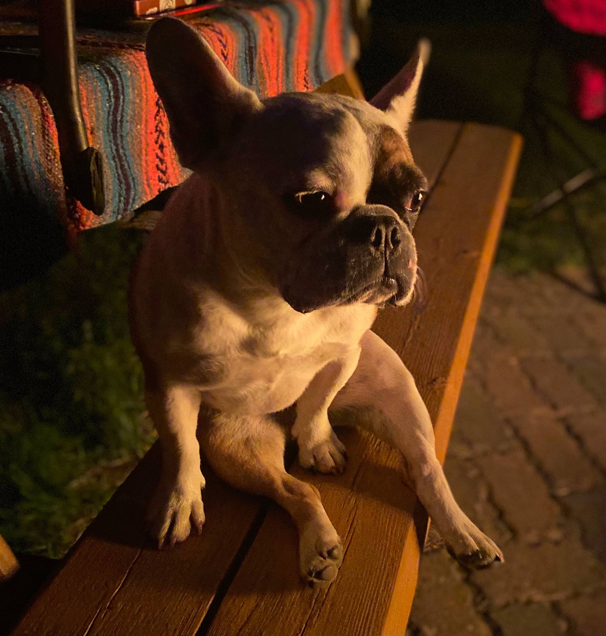 Lola Rose is registered to the contest to win money with this photo: boston_terrier, canidae, carnivore, companion_dog, dog, dog_breed, ear, eye, fawn, floor, flooring, hardwood, snout, sporting_group, tail, terrestrial_animal, toy_dog, whiskers, wood, working_animal