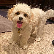 Maisey is registered to the contest to win money with this photo: dog, pet, indoor, carpet, fur, curly_fur, tongue, happy, animal, small_dog, floor, shadow, cozy, brown_furniture, cute, domestic, standing, tail, ears, collar