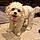 Maisey