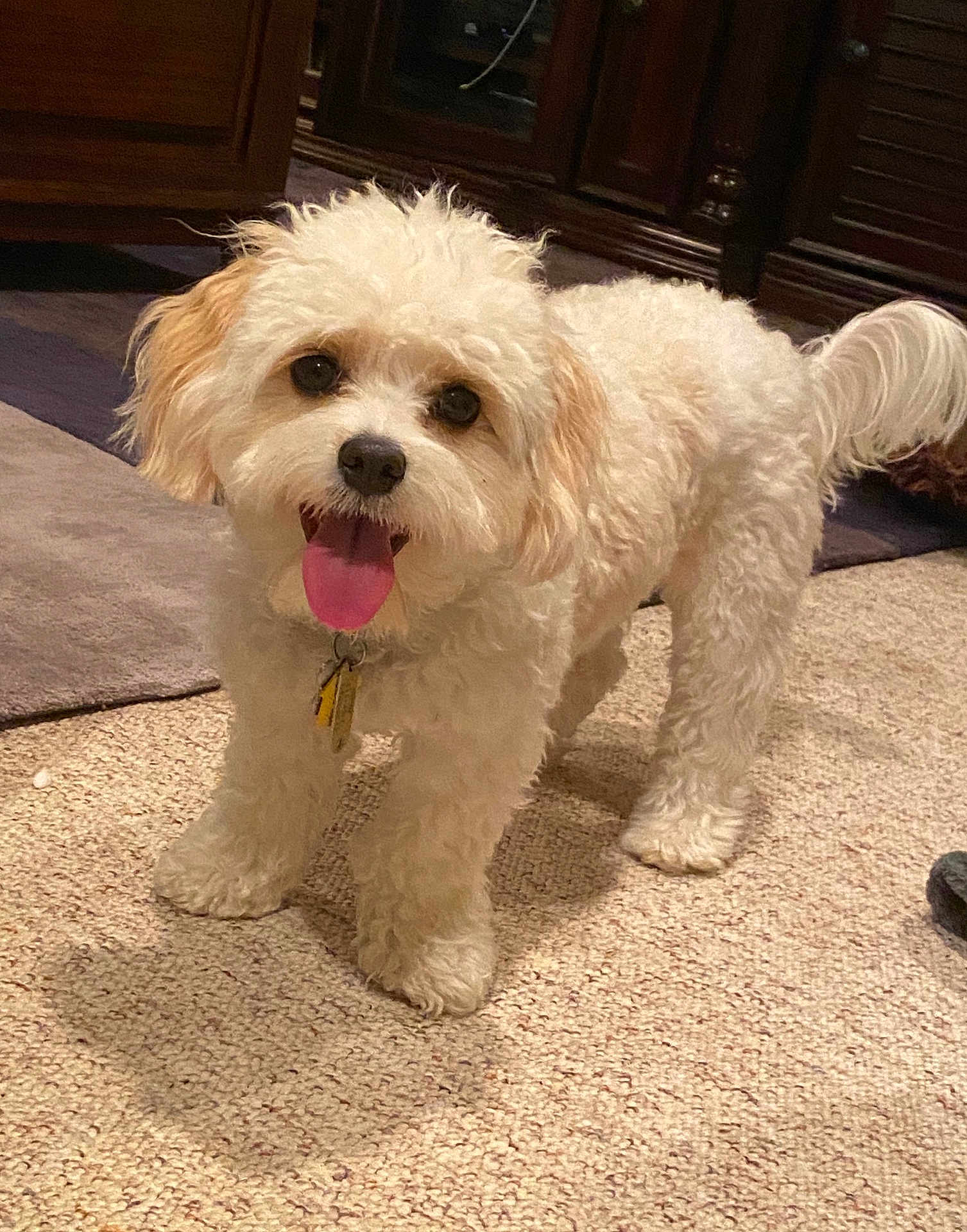 Maisey