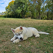 Aïko participe au concours pour gagner de l'argent avec cette photo : puppy, dog, grass, park, tree, sky, clouds, outdoor, nature, animal, chewing, playful, canine, young, pet, leaf, daylight, field, mammal, relaxing