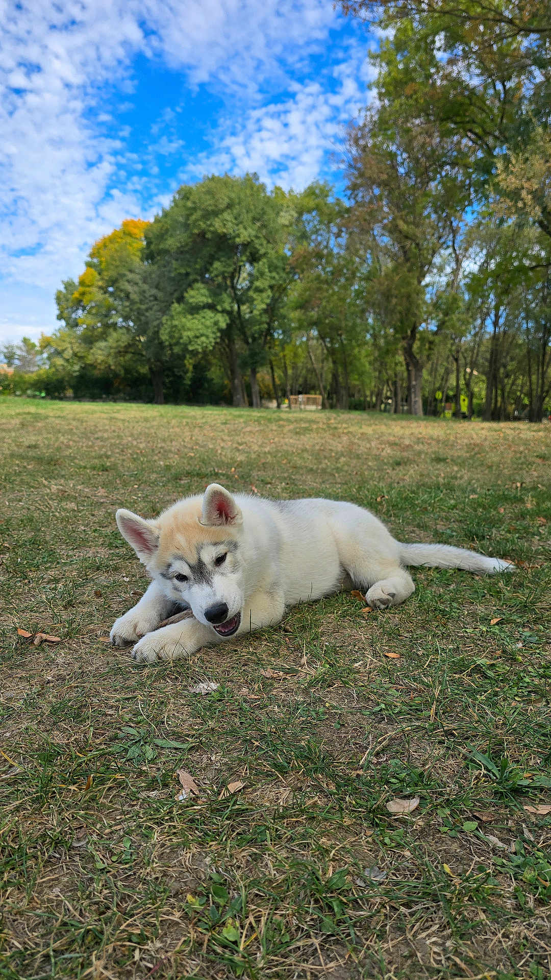 Aïko participe au concours pour gagner de l'argent avec cette photo : puppy, dog, grass, park, tree, sky, clouds, outdoor, nature, animal, chewing, playful, canine, young, pet, leaf, daylight, field, mammal, relaxing