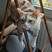Chloë participe au concours pour gagner de l'argent avec cette photo : cat, blue_eyes, indoor, rusty_metal, wooden_structure, window, curious, pet, animal, feline, trash_bin, floor_tiles, close_up, whiskers, ears, paws, domestic_cat, looking, resting, home